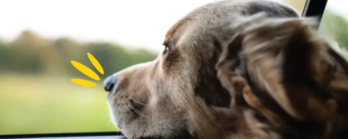 Dog looking out of car window