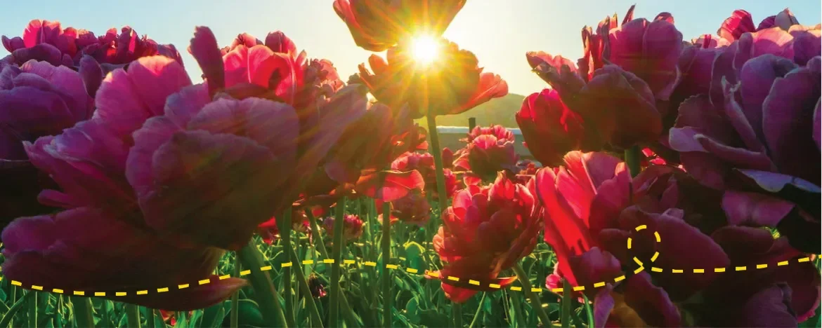 Meadow of red flowers