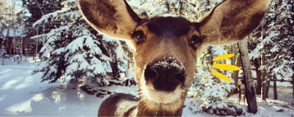 Deer