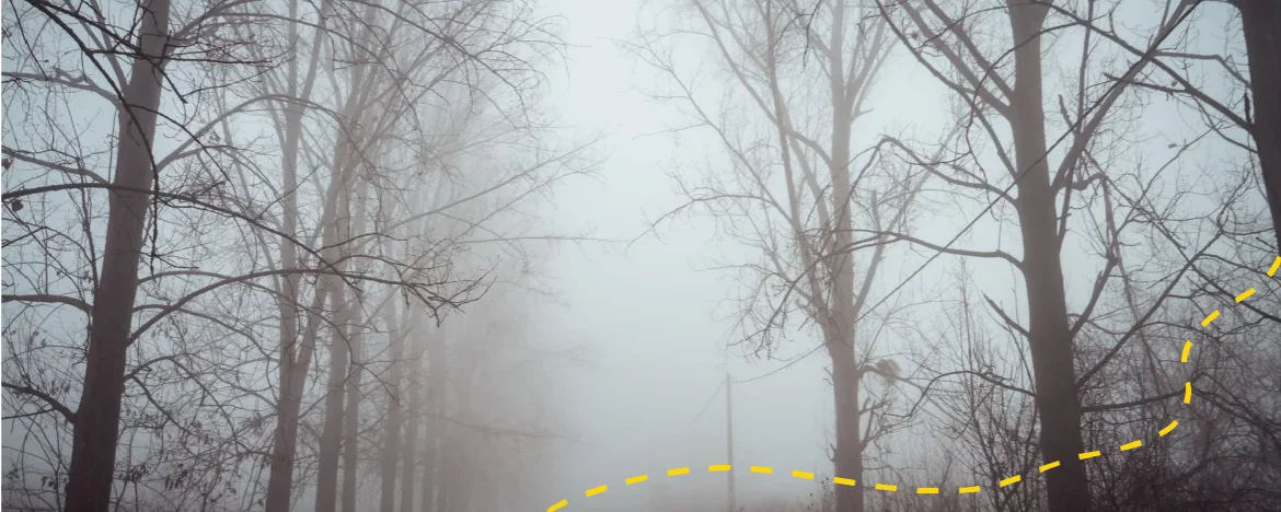 Tree lined road in heavy fog