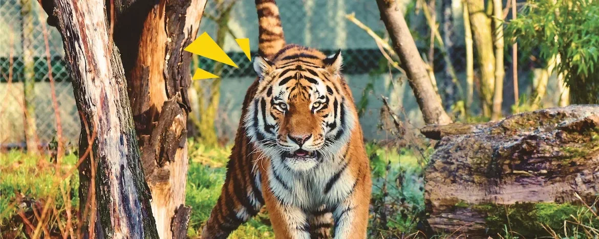 A Tiger