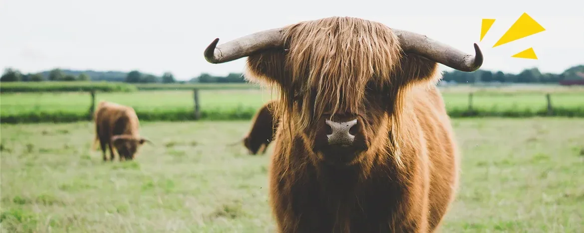 highland-cow
