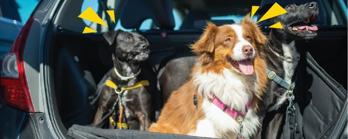 dogs sat in boot of car