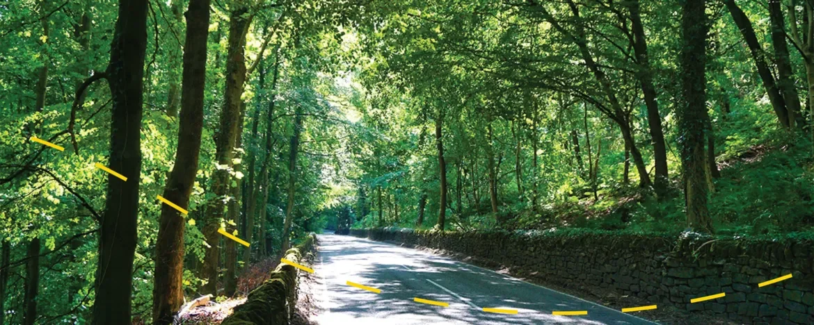 Road through the trees in the Peak District