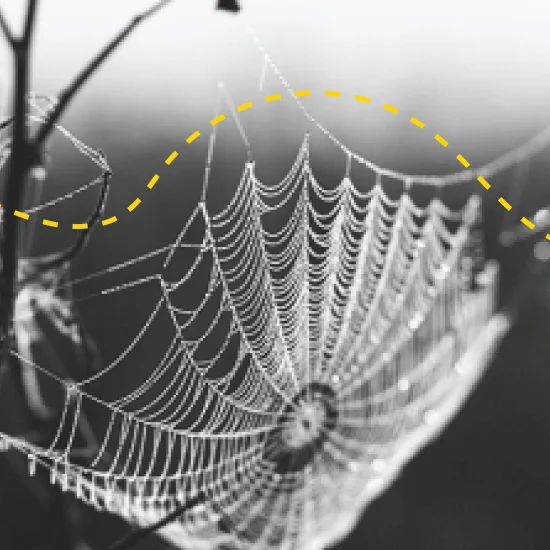 small spiders web