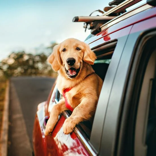 Dog sticking head out the window looking happy